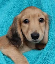 I am very busy and don't… Cheniesvilla A Breeder Of Pedigree Long Haired Miniature Dachshund Puppies For Sale
