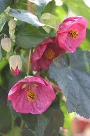 Image result for Abutilon