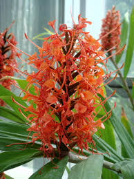 Image result for Hedychium