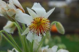 Image result for Sparrmannia