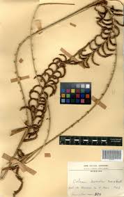 Image result for Calamus deerratus