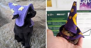 A subreddit dedicated to pictures of any kind of animals with a hat of some sort on their head!. Animals And Their Bewitching Wizardry Ways I Can Has Cheezburger