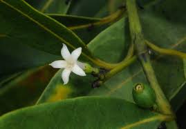 Image result for Craterispermum