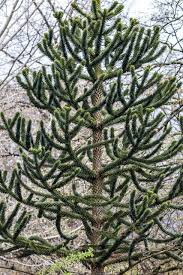 Image result for Arauk rie Araucaria