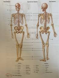 The appendicular skeleton is the structure that supports appendages. Axial Skeleton Axial Skeleton Appendicular Skeleton 3 Chegg Com