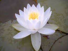 Lotus Flower Lotus Flower Symbolism Lotus Flower Meaning White Lotus Flower