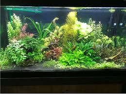 What are the pros and cons of plain sand vs aquasoils? Eco Complete Substrate Aquarium Advice Aquarium Forum Community