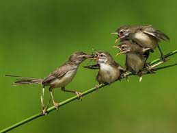 Burung Prenjak Beautiful Birds Birds Big Bird