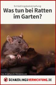 Iris zu meinem entsetzen habe ich heute gesehen, daß sich eine ratte in meinem auslauf herumtreibt und sich die körner von den hühnern holt!! 19 Ratten Vertreiben Ideen Ratten Vertreiben Ratten Vertreiben