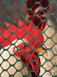 It has excellent corrosion resistance, toughness and flexibility. Poultry Fence Poultry Fence Tenax