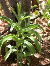 Image result for Kalanchoe lanceolata