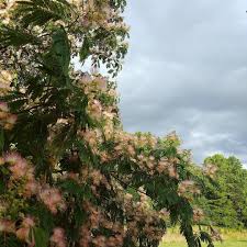 Mimosa Blooming In The Heat Where Her Edges Meet The Moody Sky Like Torn Paper Inspirationeverywhere Beautiful Beautiful World Instagram Posts Torn Paper