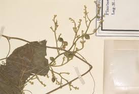 Image result for Sicyos polyacanthos