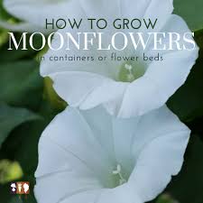 The common name moonflower is also used for another plant. How To Grow Moonflower Vines The Kitchen Garten