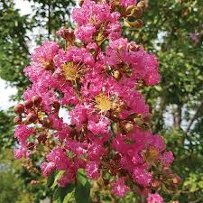 L'edera è una pianta rampicante sempreverde, pluriennale, che nasce in natura spontaneamente con radici e rami aggrappanti, che la rendono perfetta per abbellire l'esterno delle. Lagerstroemia Indica Fiore Rosa Altezza 70 100cm My Green Help