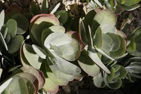 Image result for kalanchoe thyrsiflora