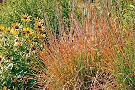 Image result for Schizachyrium