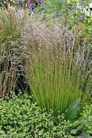 Airy panicles tower above on tall thins stems. Deschampsia Flexuosa Crinkled Hairgrass Buy Online At Annie S Annuals