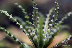 Image result for Pogostemon rogersii