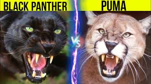 Image result for Panther Black 2002 Puma