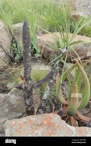 Image result for Xerophyta zimbabwensis