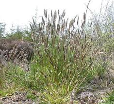 Image result for Anthoxanthum nivale