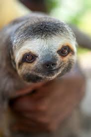 Imgur Cute Baby Sloths Sloth Cute Sloth