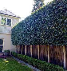 Ficus Fence Garden Hedges Lawn And Garden Ficus Hedge