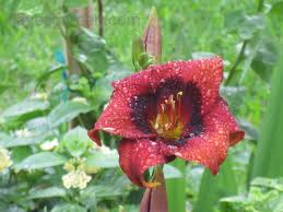 Abbreviations used in this catalog include: Plantfiles Pictures Daylily Velvet Eyes Hemerocallis By Vossner