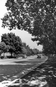 Melbourne Alexandra Avenue 1937 Melbourne Australia Melbourne Victoria Australia History