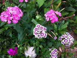 When to plant sweet william seeds. Grow Sweet William From Seed Coffee To Compost