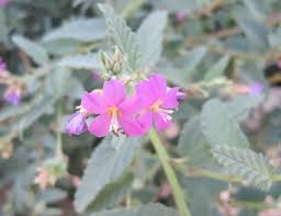 Image result for Melochia melissifolia