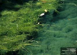 Image result for Potamogeton