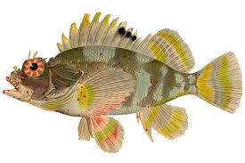 Image result for Sebaea junodii