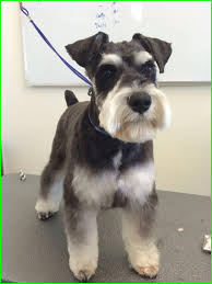 Schnauzer Haircut Styles 11101 Miniature Schnauzer Black All Dogs Hairstyle Ideas Schnauzer Grooming Miniature Schnauzer Puppies Schnauzer Puppy