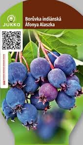 Image result for indiánská borůvka obrázek