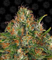 Me and a couple of my friends visited amsterdam. G13 Haze Cannabis Seeds G13 Haze By Barney S Farm Lamota Growshop
