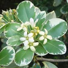 Image result for Pittosporum