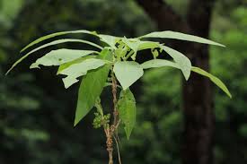 Image result for Pavetta decumbens