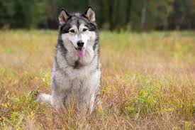 Maybe you would like to learn more about one of these? Alaskan Malamute Vs Siberian Husky Which Is Better Animals Comparison