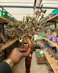 Image result for Obetia tenax