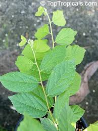 Image result for Grewia flavescens