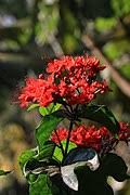 Image result for Clerodendrum tricholobum