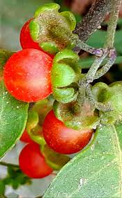 Image result for Solanum villosum