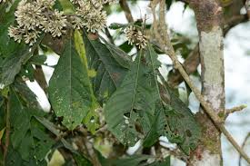 Image result for Monosis conferta