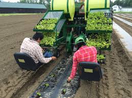 Check spelling or type a new query. Ajies Dulces Substitute