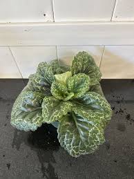 Image result for Streptocarpus leptopus