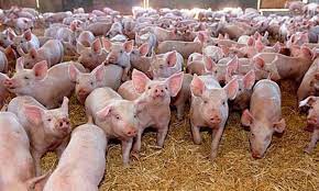 Doresti sa salvezi aceste criterii de cautare? Fermierul Grigore Iuga Investeste 2 3 Mil Euro Intr O FermÄ De Porcine In Satu Mare PreÅ£ul Unui Purcel De 25 Kg Este De 470 De Lei