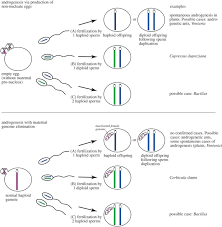 How do you determine if a cell is haploid or diploid? Androgenesis Where Males Hijack Eggs To Clone Themselves Philosophical Transactions Of The Royal Society B Biological Sciences