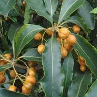 Use as a small specimen tree to anchor a border, or create an informal hedge. Mock Orange Facts